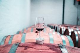 vino bodega vino bodega